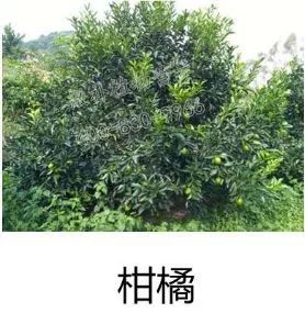 余教授讲座完整视频,余教授工艺大讲堂