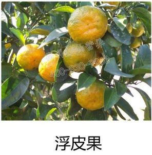 余教授讲座完整视频,余教授工艺大讲堂