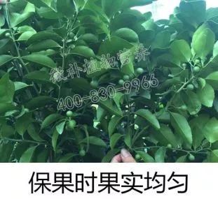 余教授讲座完整视频,余教授工艺大讲堂