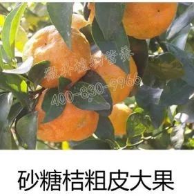 余教授讲座完整视频,余教授工艺大讲堂