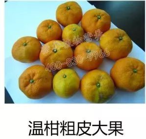 余教授讲座完整视频,余教授工艺大讲堂