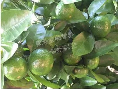 余教授讲座完整视频,余教授工艺大讲堂