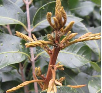 余教授讲座完整视频,余教授工艺大讲堂