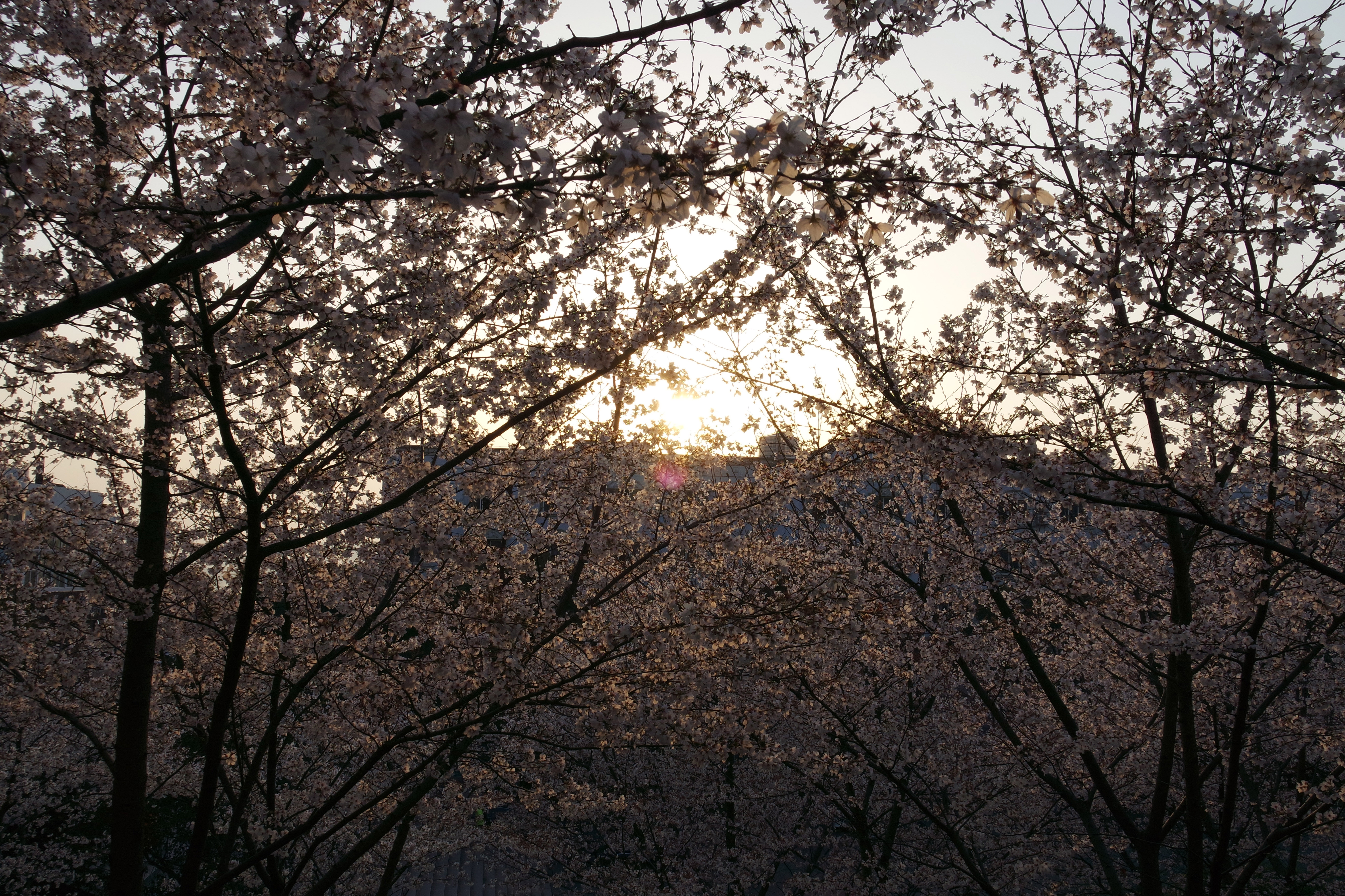 武昌理工学院樱花,武昌理工学院滚烫的青春