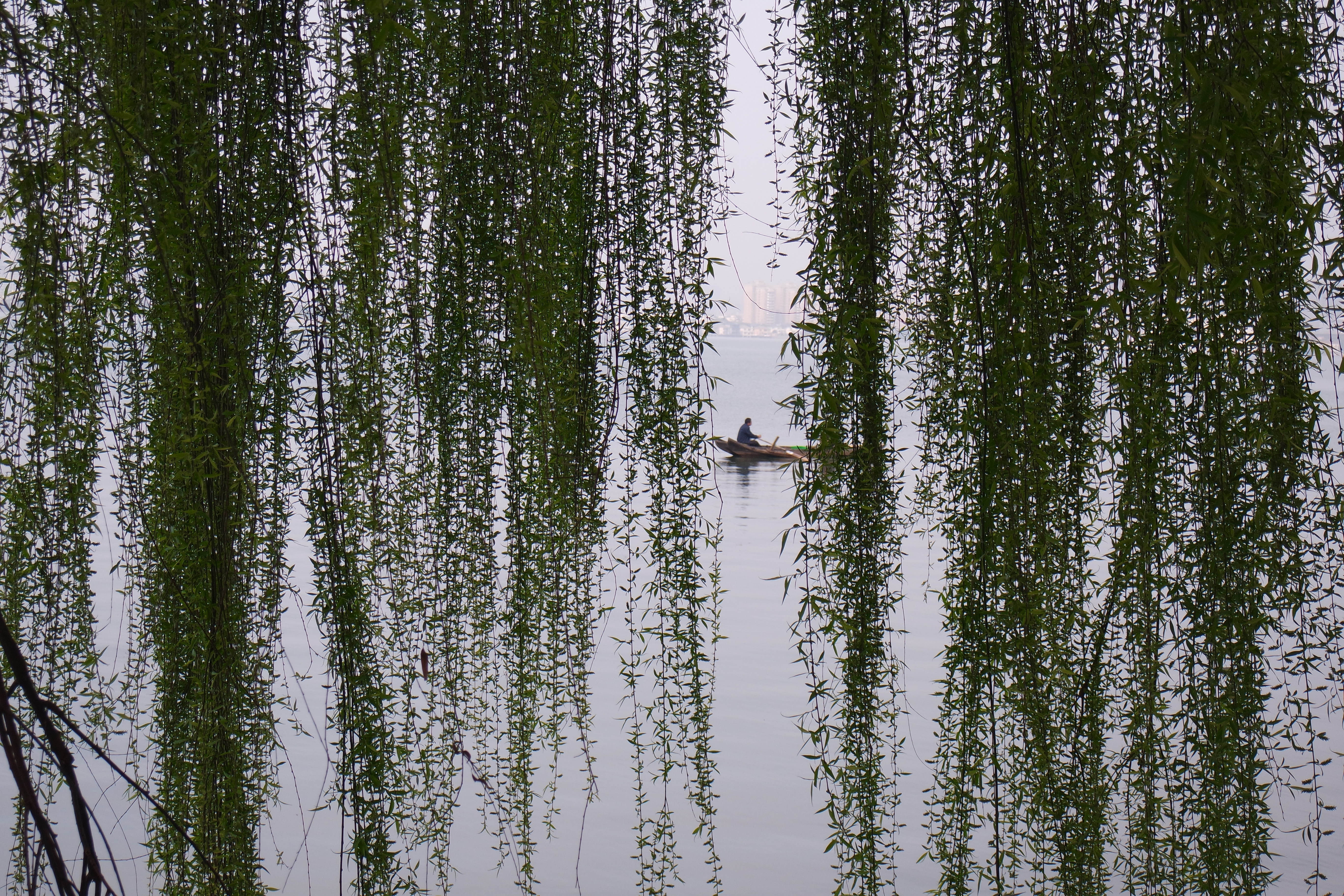 武昌理工学院樱花,武昌理工学院滚烫的青春