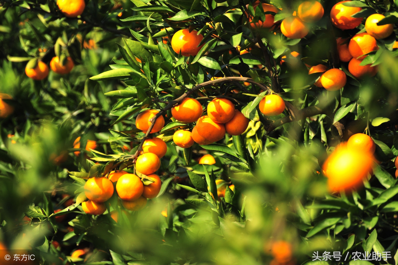 果农怎么保果,果树保花小妙招