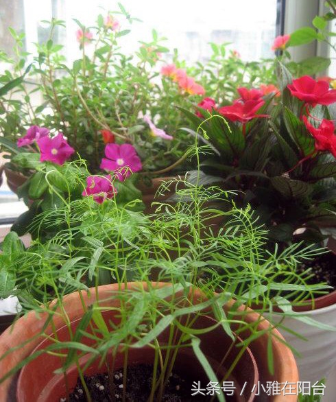 这6种花随便扔土里就能活,长势最快的爬藤植物不怕晒