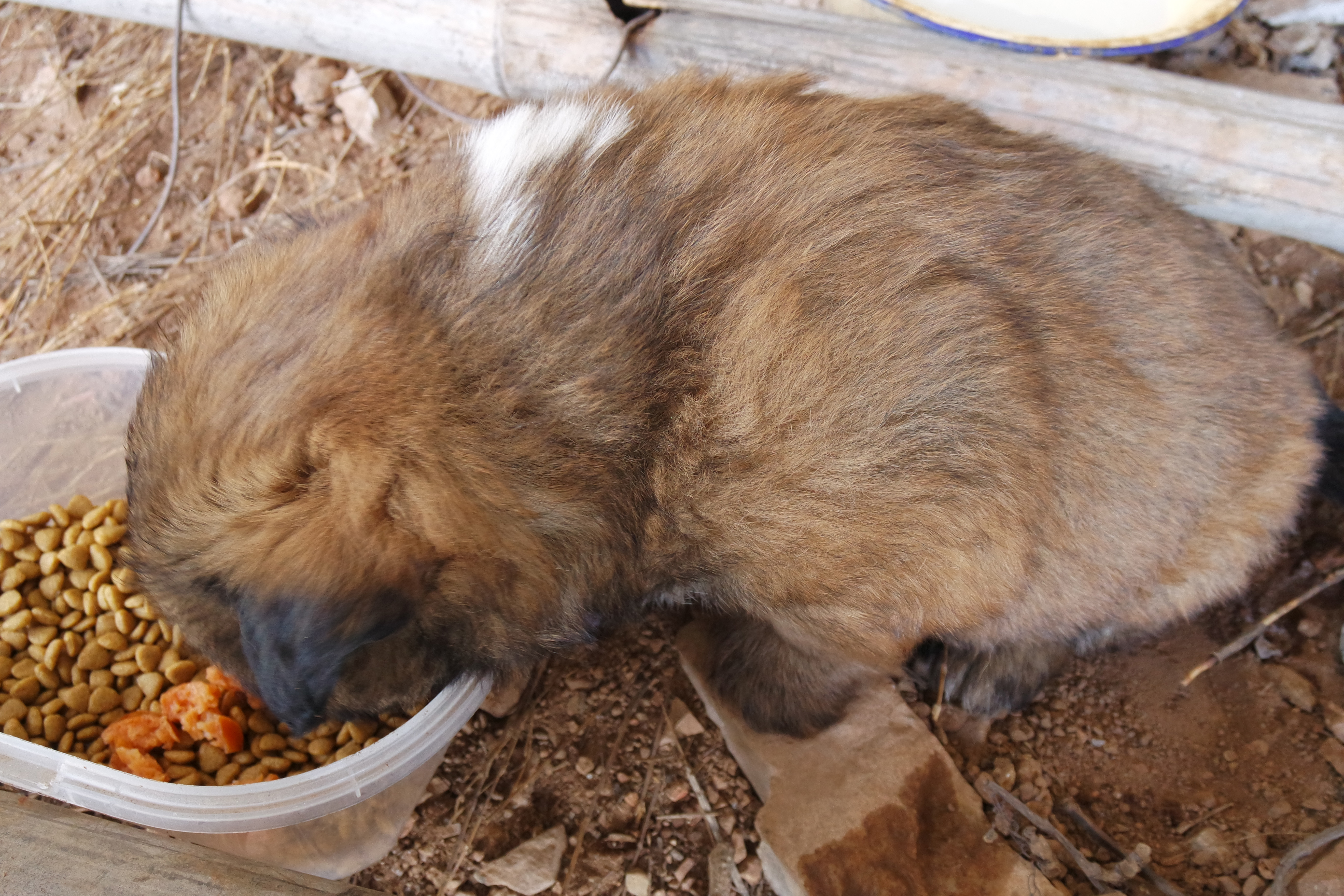 武昌理工学院樱花,武昌理工学院滚烫的青春