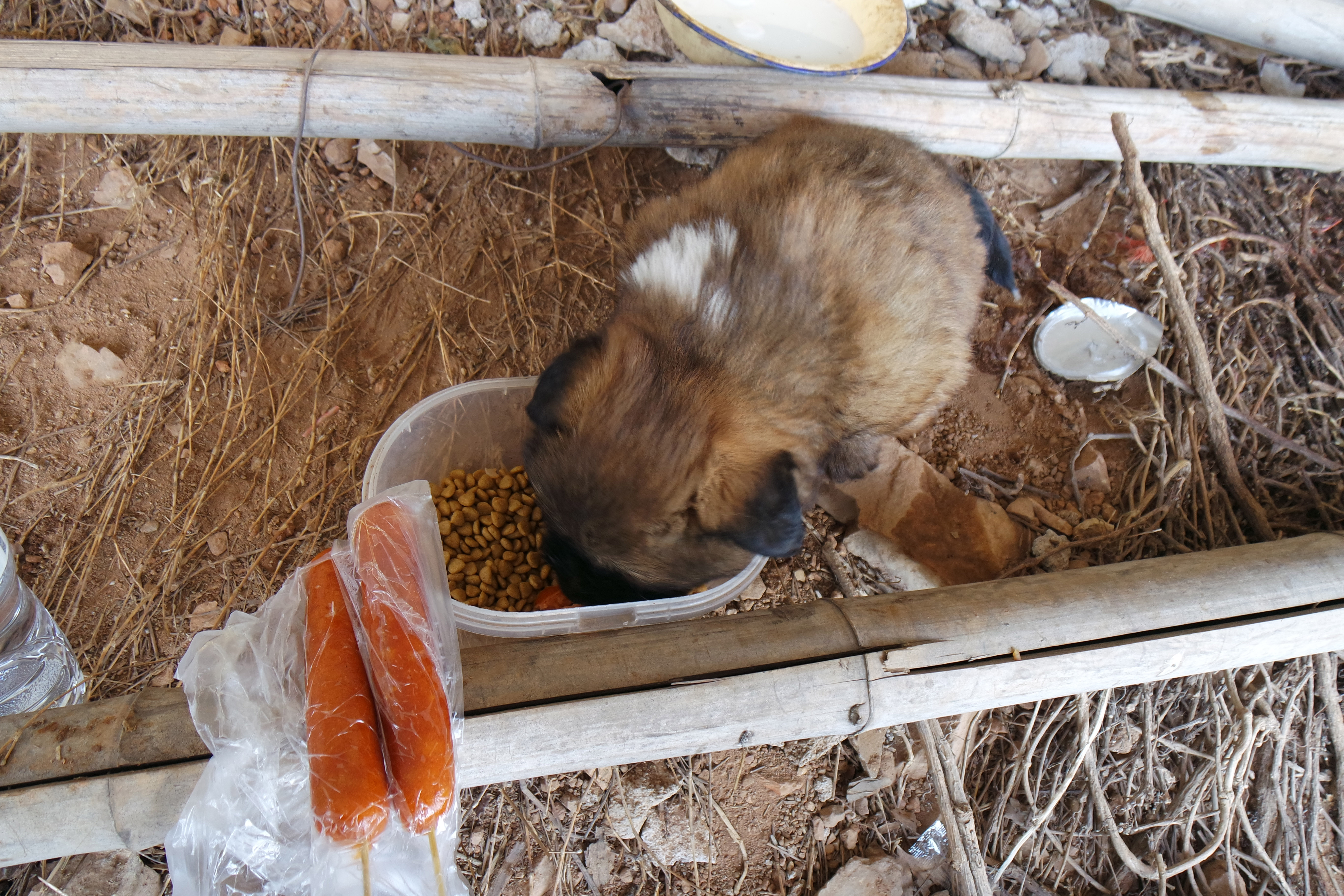 武昌理工学院樱花,武昌理工学院滚烫的青春