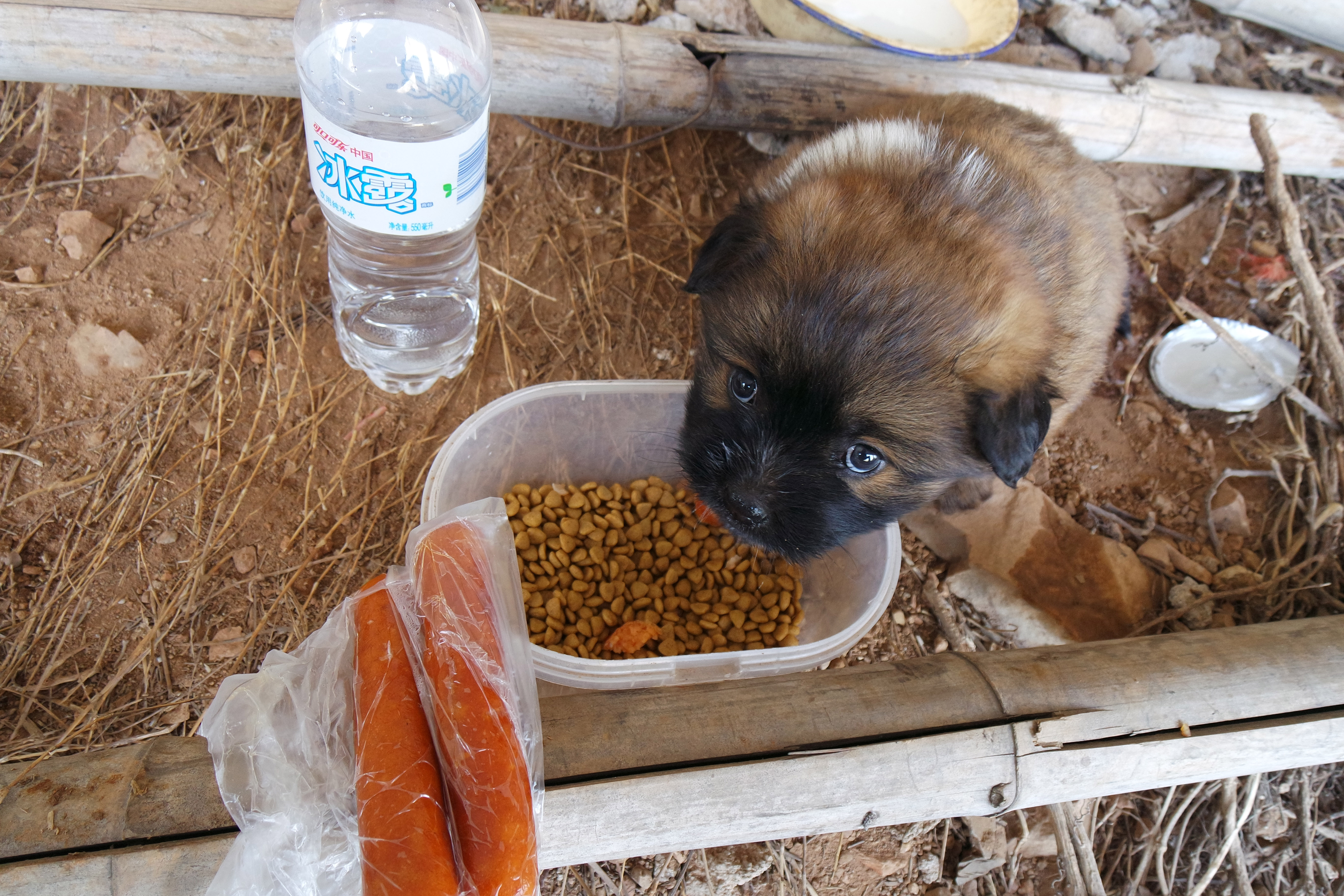 武昌理工学院樱花,武昌理工学院滚烫的青春