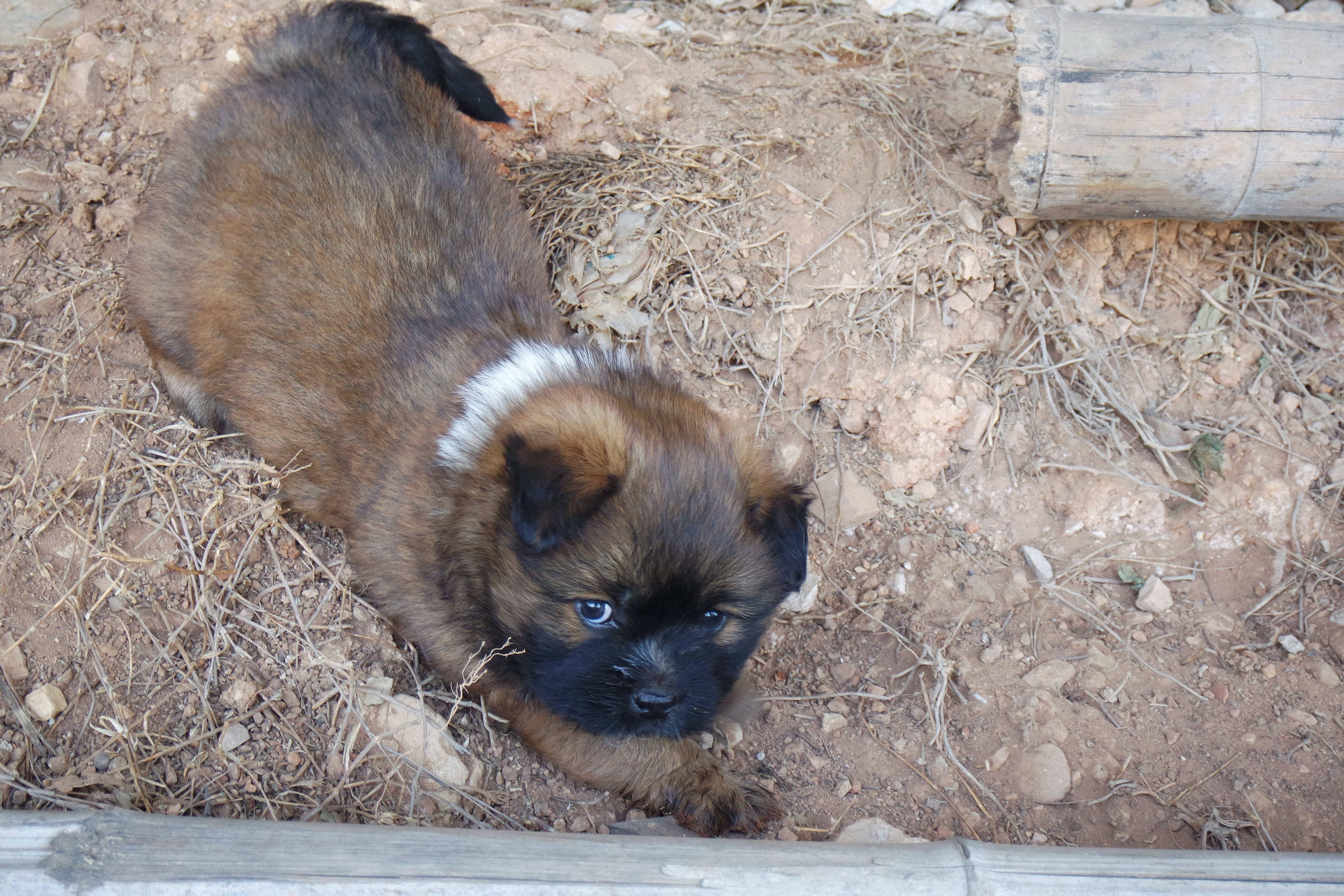 武昌理工学院樱花,武昌理工学院滚烫的青春