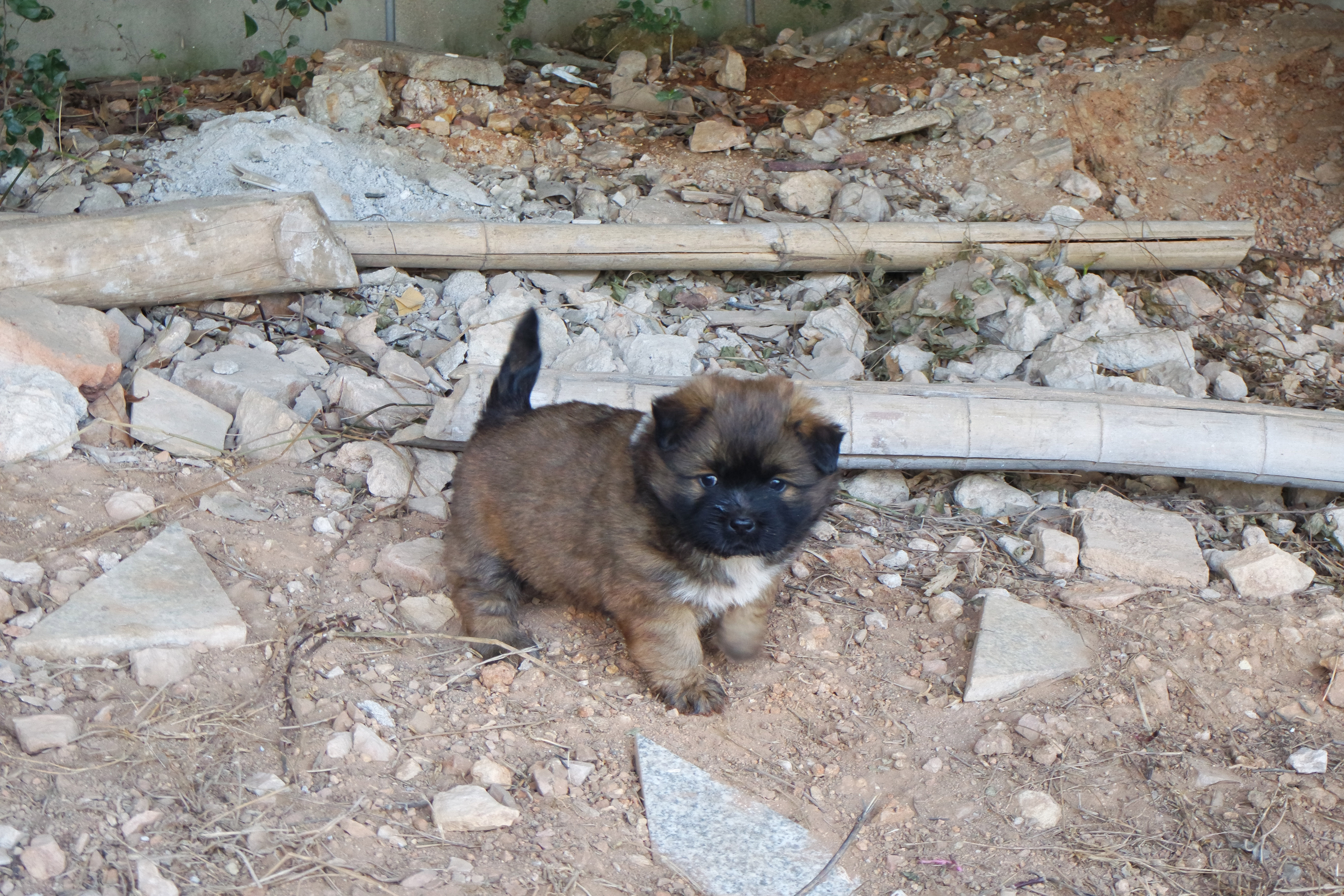 武昌理工学院樱花,武昌理工学院滚烫的青春