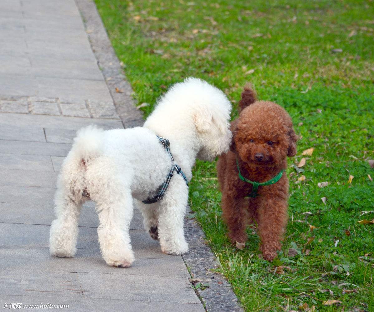 如何掌握狗狗的最佳配种时期！