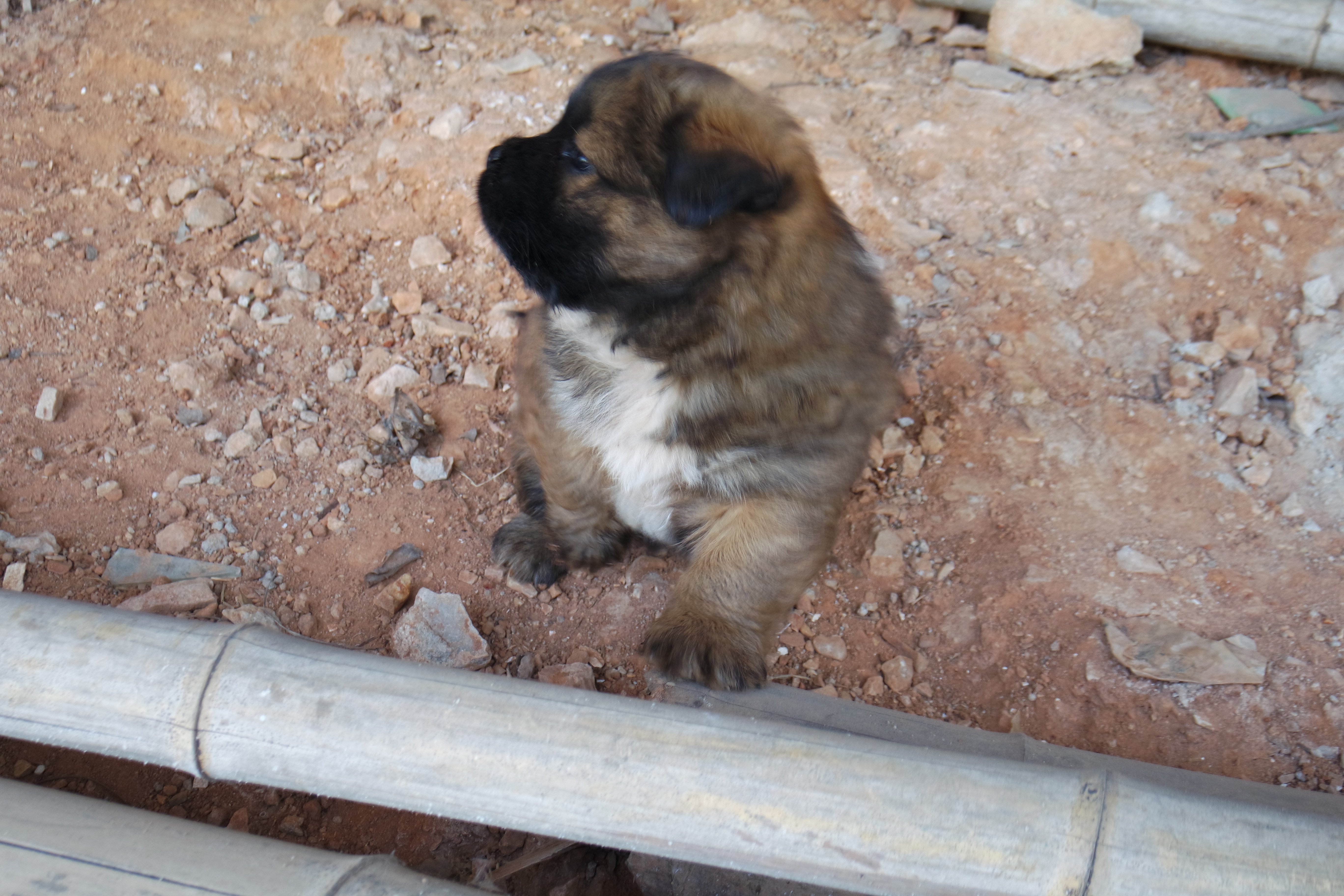 武昌理工学院樱花,武昌理工学院滚烫的青春