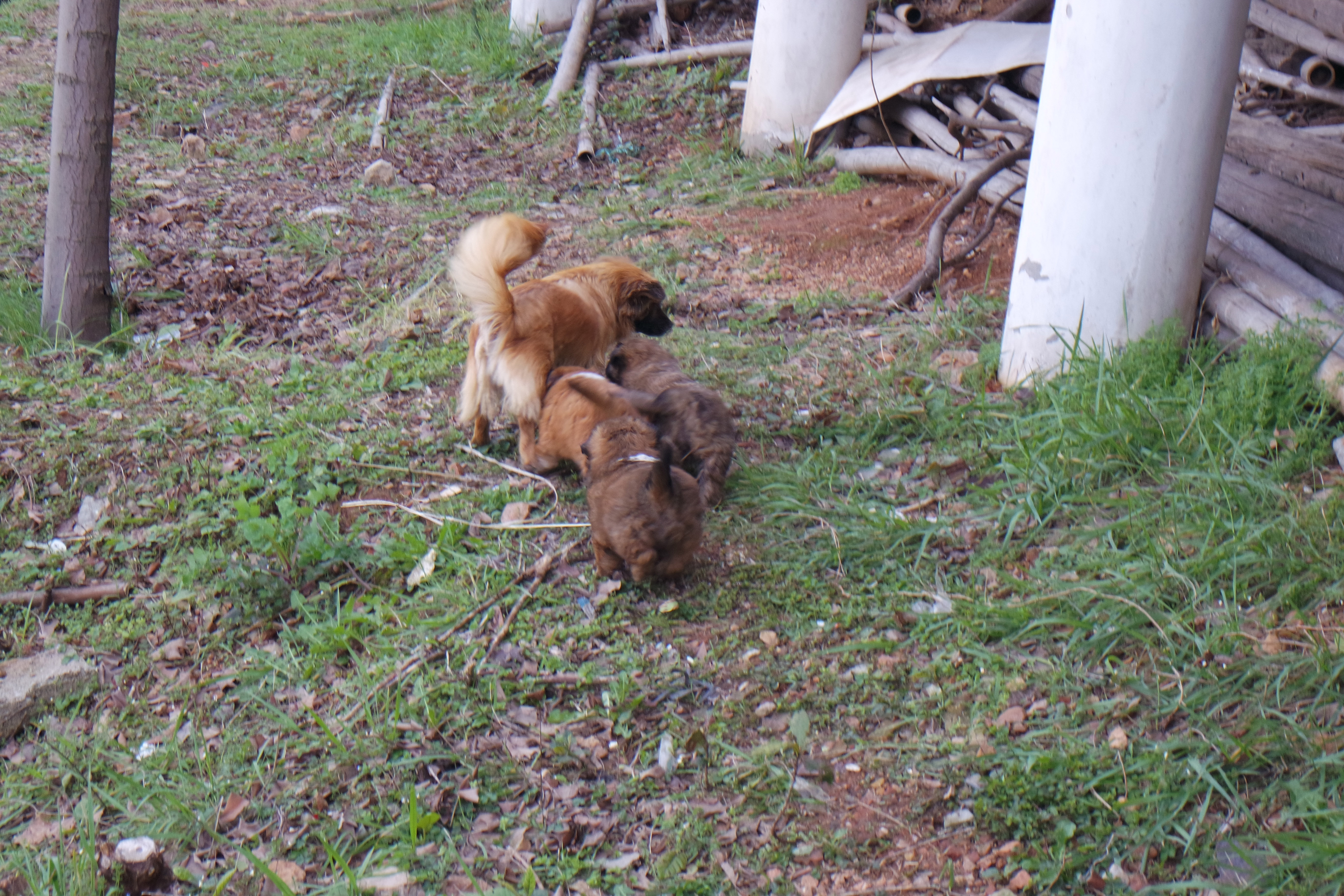 武昌理工学院樱花,武昌理工学院滚烫的青春