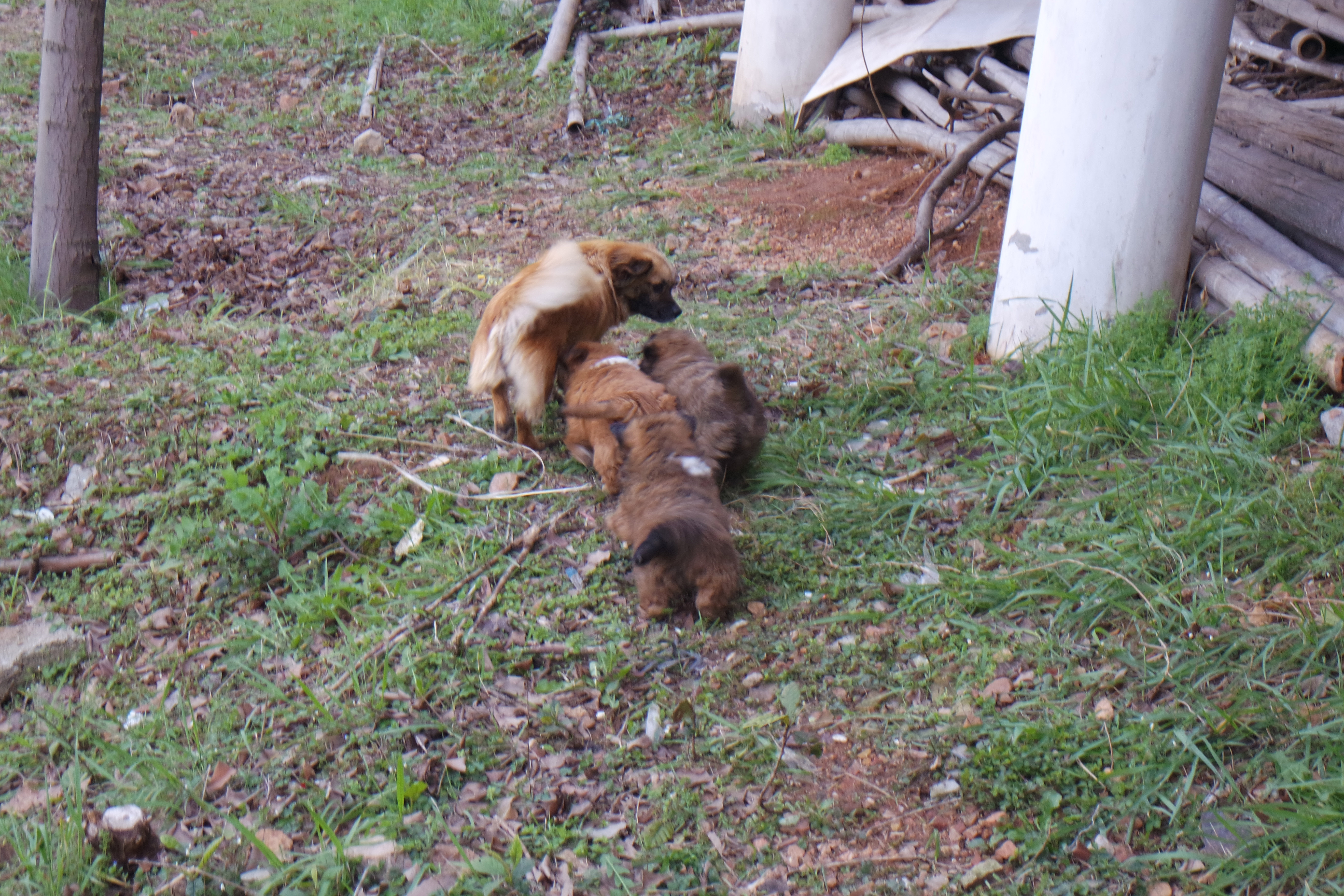 武昌理工学院樱花,武昌理工学院滚烫的青春