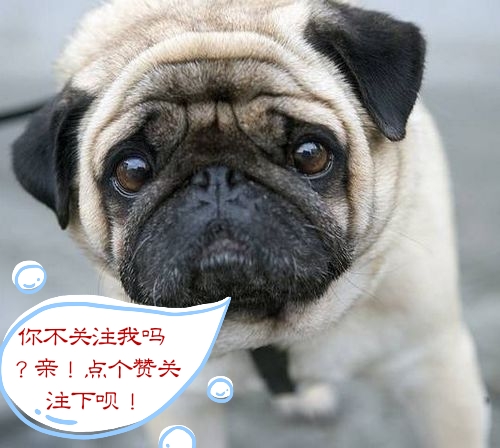 如何掌握狗狗的最佳配种时期！