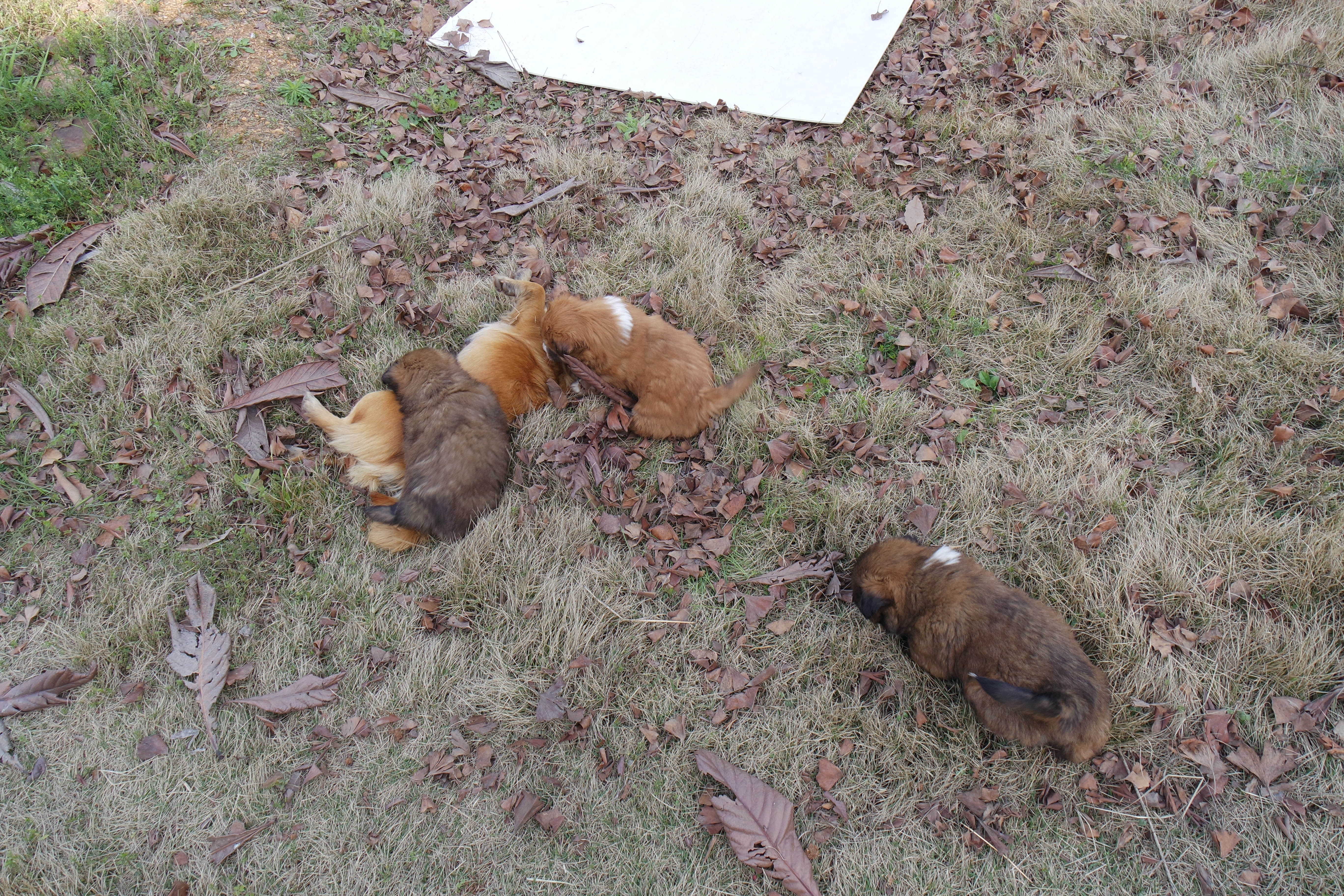 武昌理工学院樱花,武昌理工学院滚烫的青春
