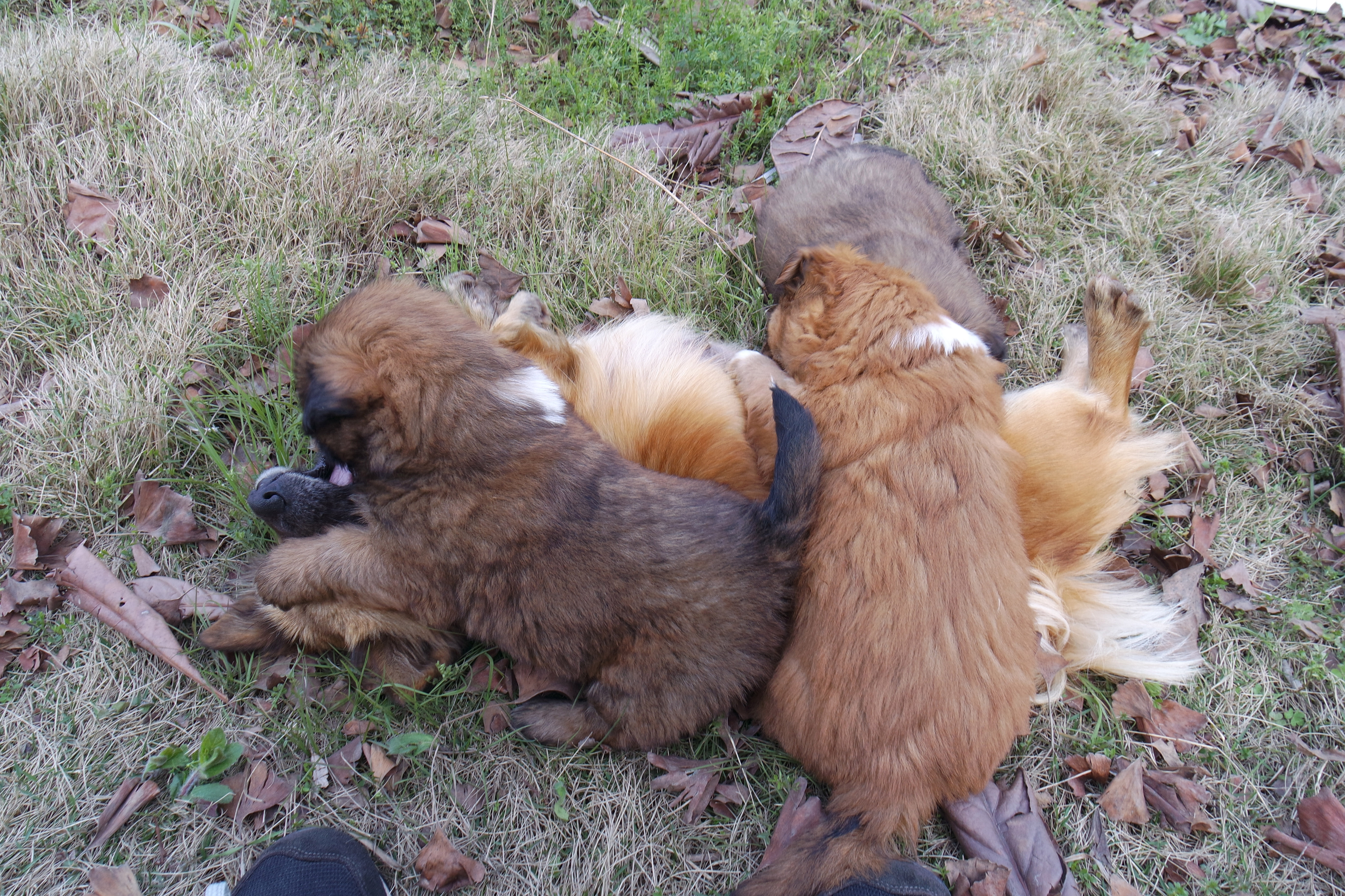 武昌理工学院樱花,武昌理工学院滚烫的青春