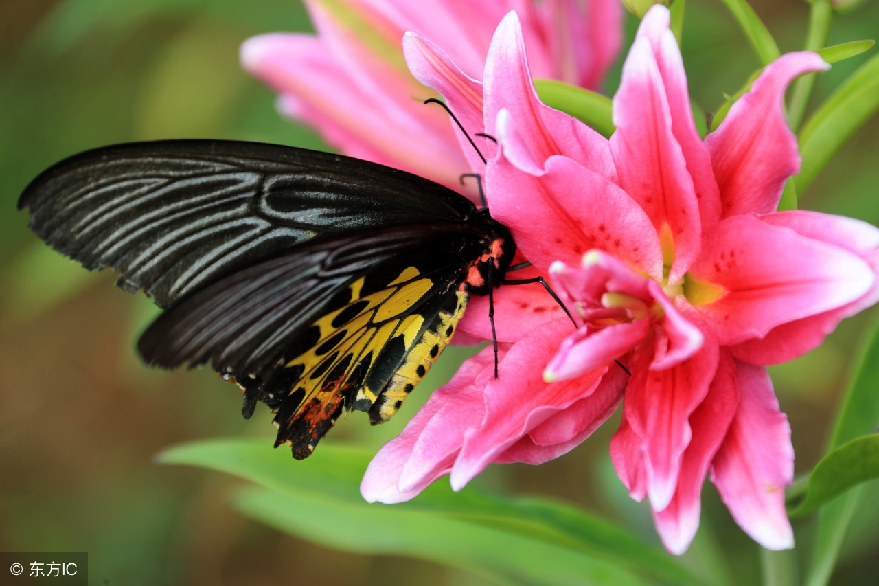 百合虫害,百合虫害一览表