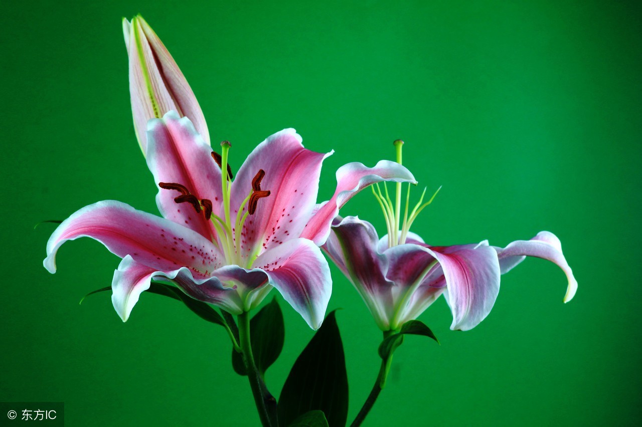 百合虫害,百合虫害一览表