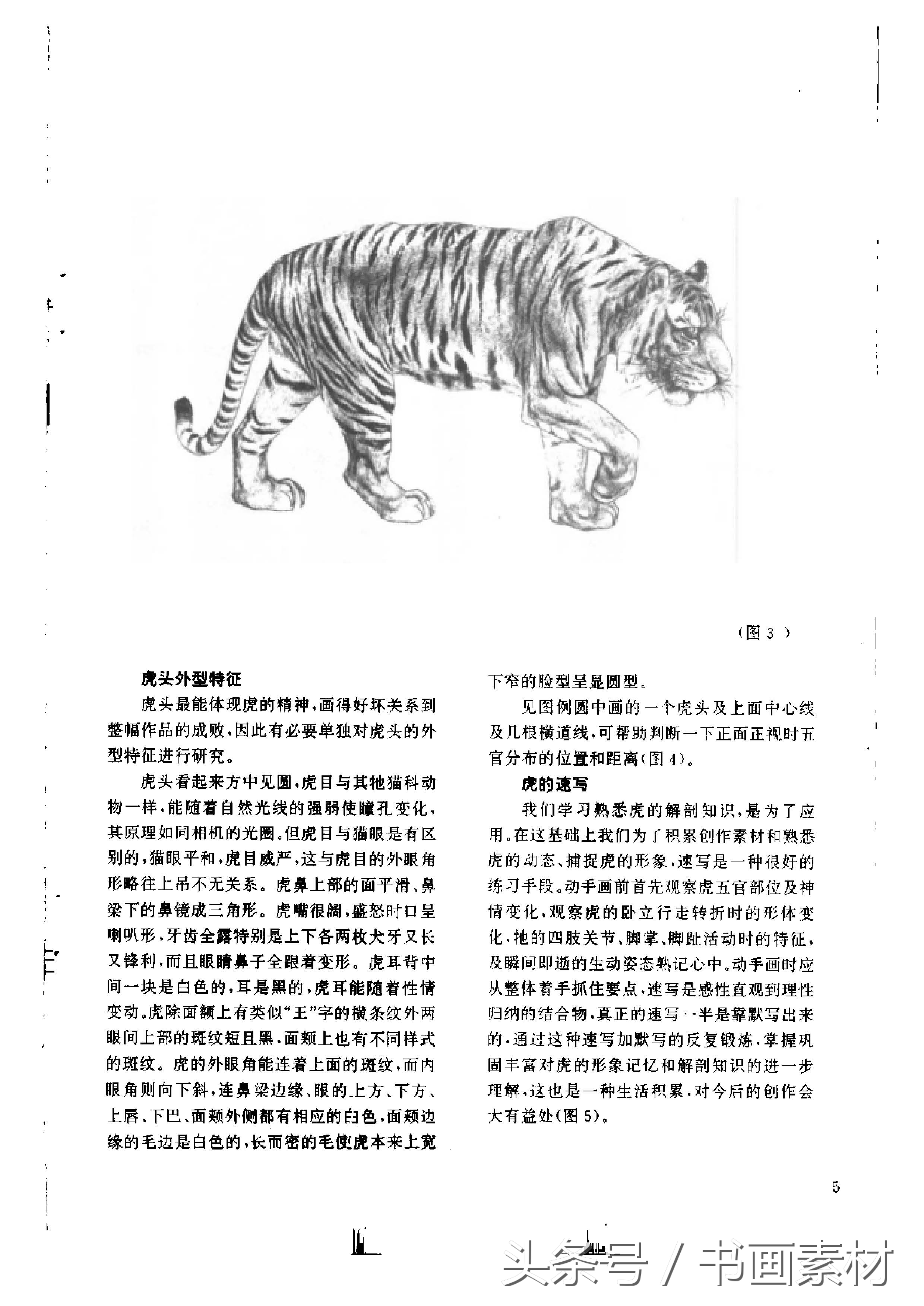 各大名家画虎方法教程,国画虎的绘画方法