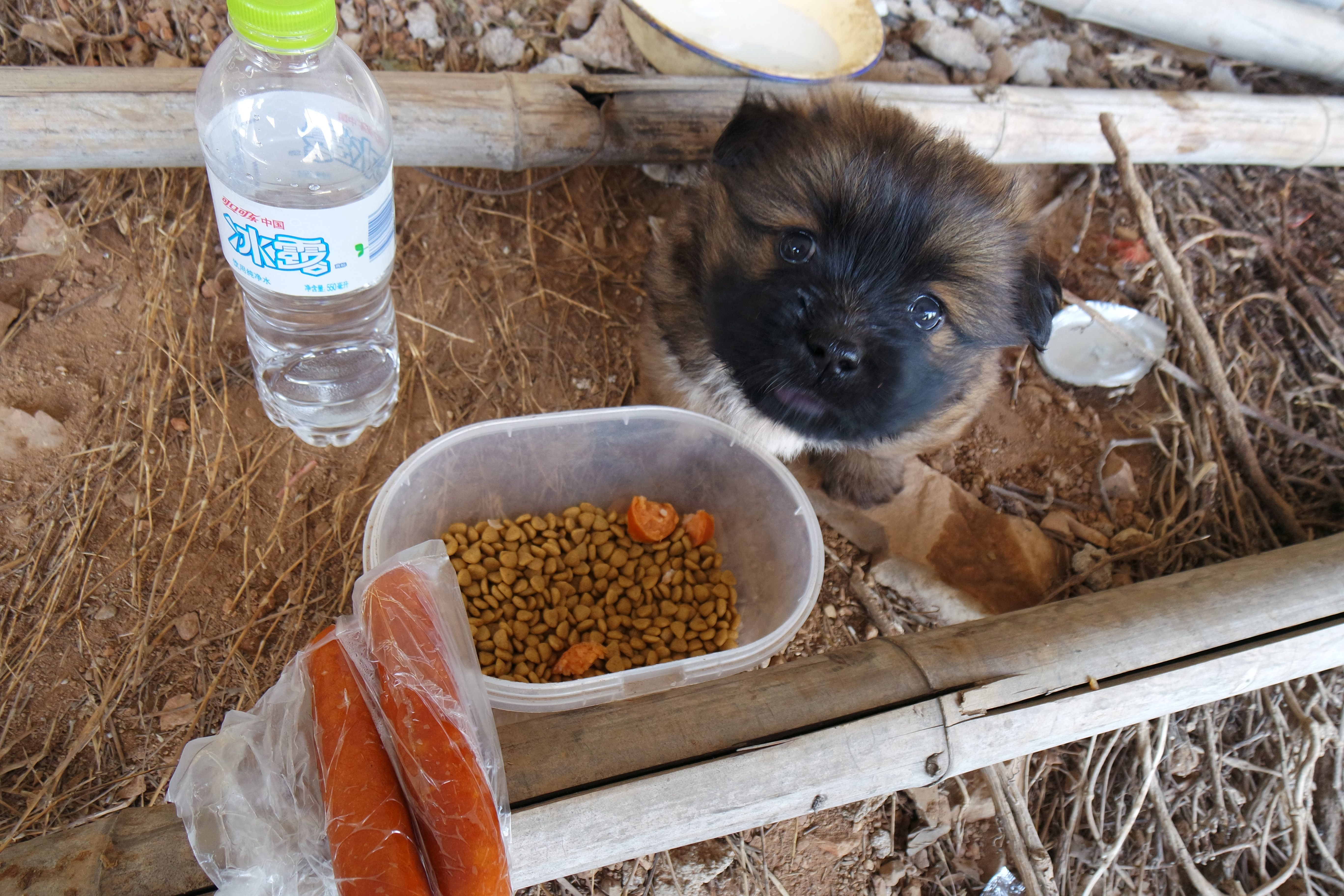 武昌理工学院樱花,武昌理工学院滚烫的青春