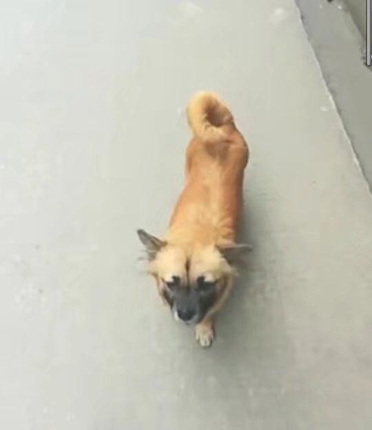 武昌理工学院樱花,武昌理工学院滚烫的青春