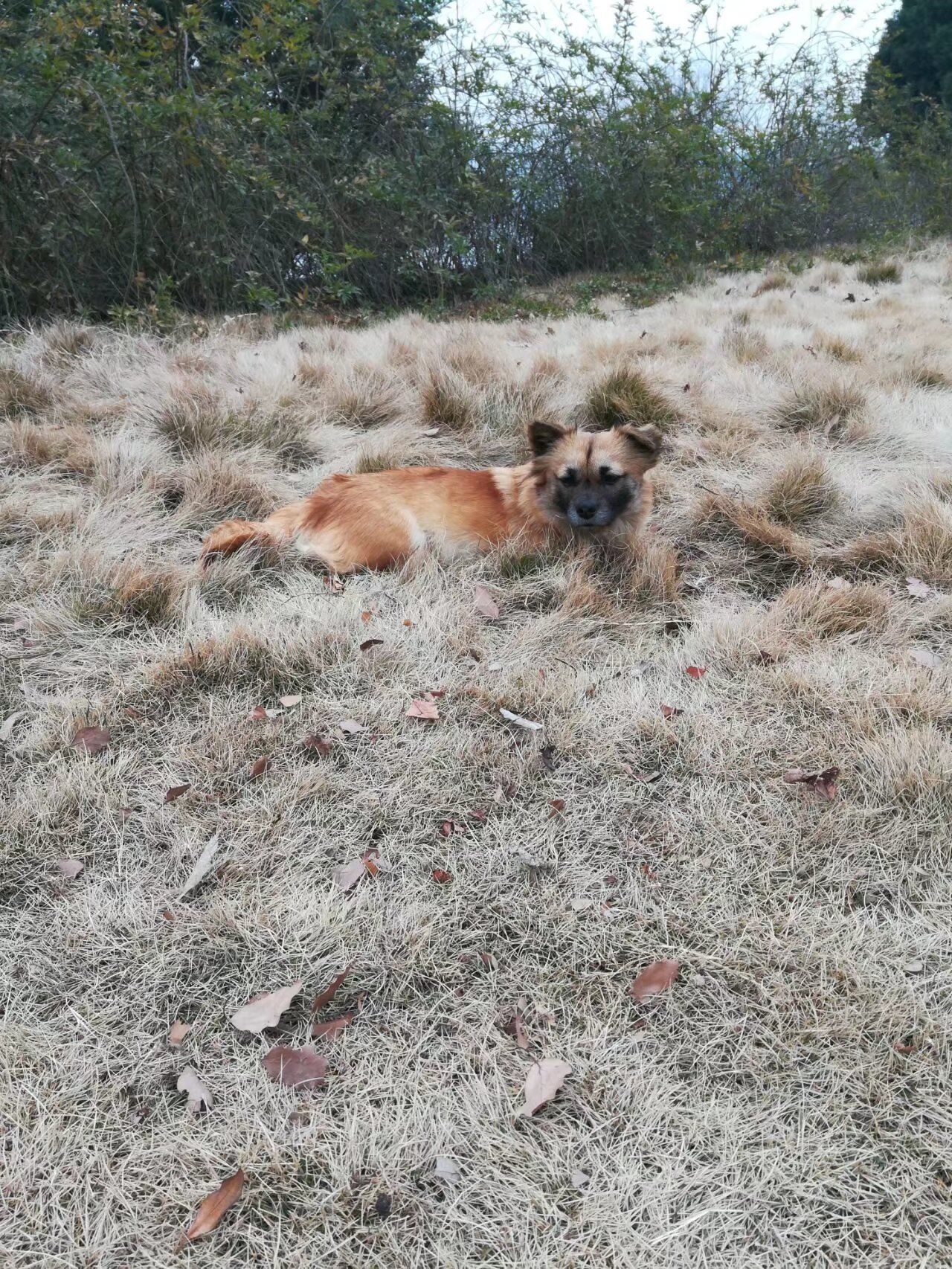 武昌理工学院樱花,武昌理工学院滚烫的青春