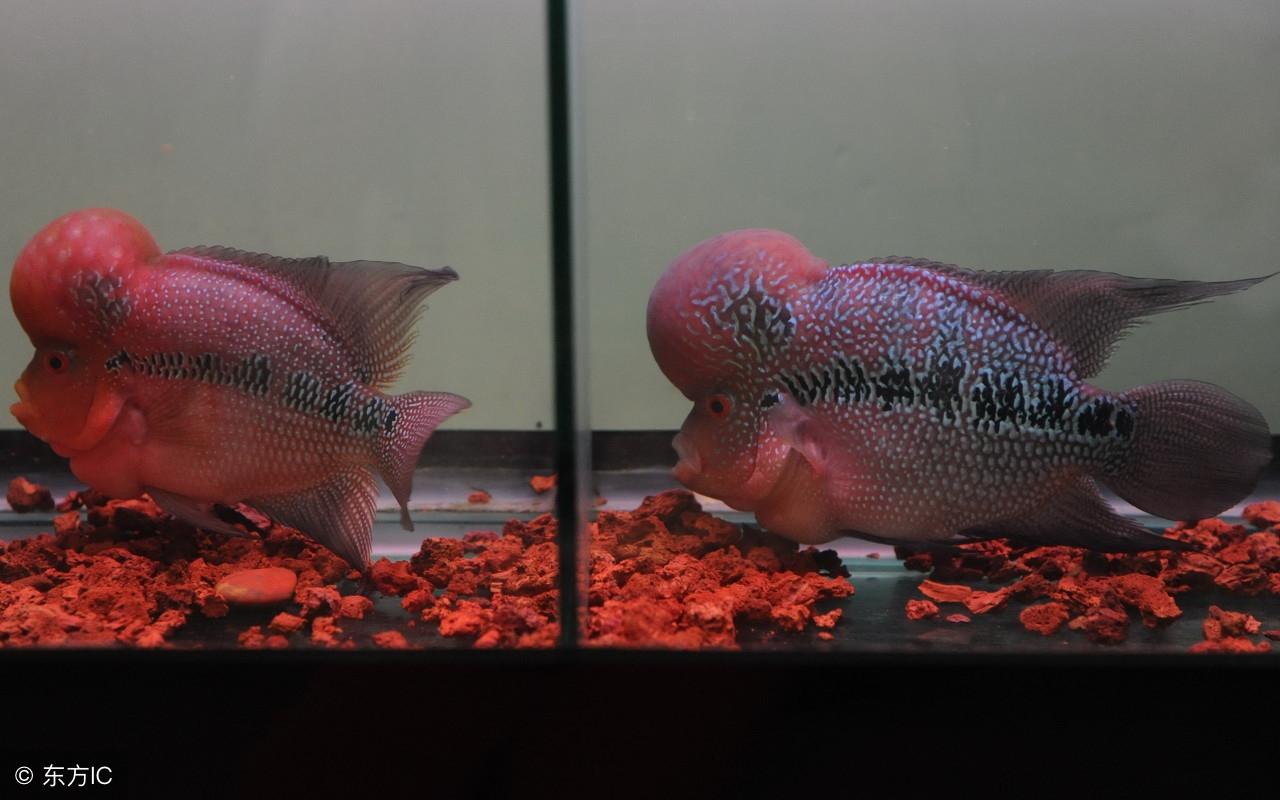 怎么挑选罗汉鱼最好,挑选罗汉鱼苗