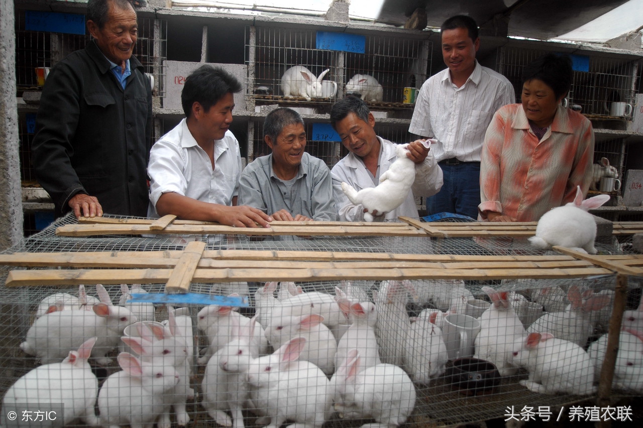 养兔技术仔兔断奶时机与方法,肉兔幼兔饲养方法