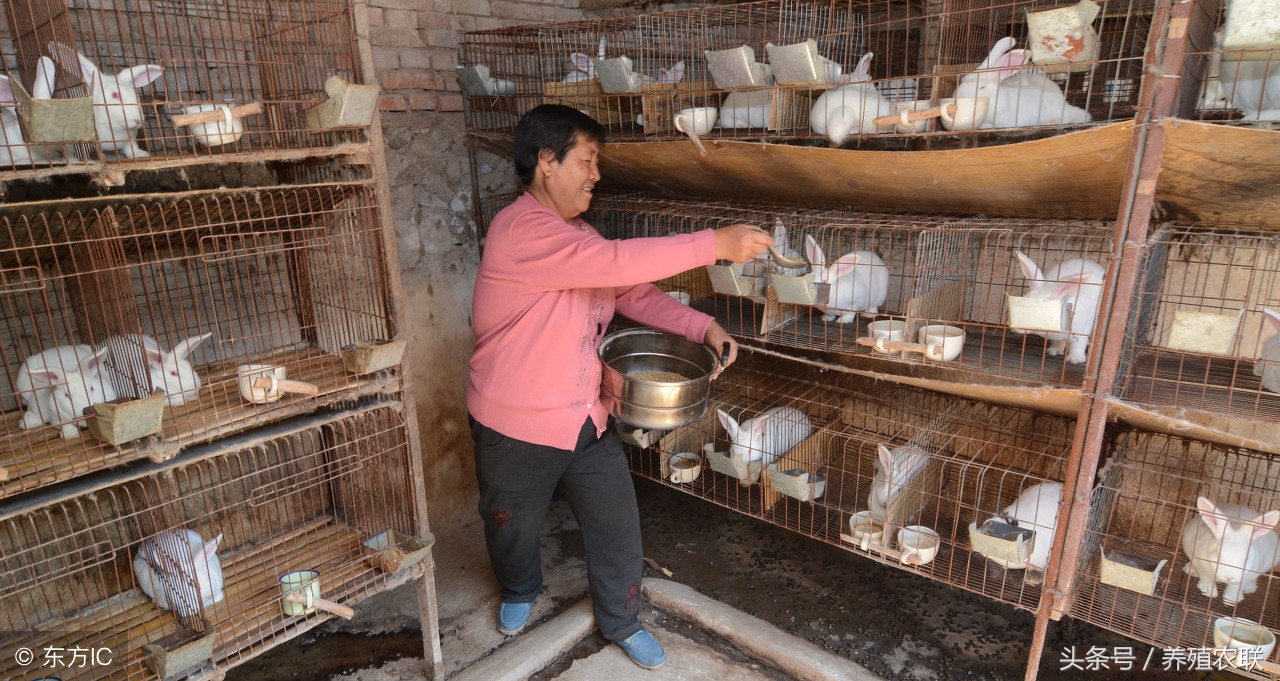 养兔技术仔兔断奶时机与方法,肉兔幼兔饲养方法