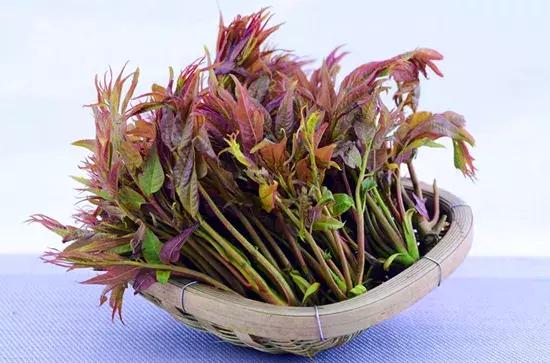 菜谱做法创意香椿菜品八款,香椿芽做法菜品