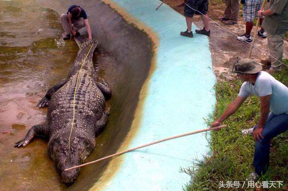 世界上最大的鳄鱼前三名,世界上最大的鳄鱼怎么画