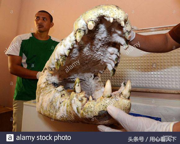 世界上最大的鳄鱼前三名,世界上最大的鳄鱼怎么画