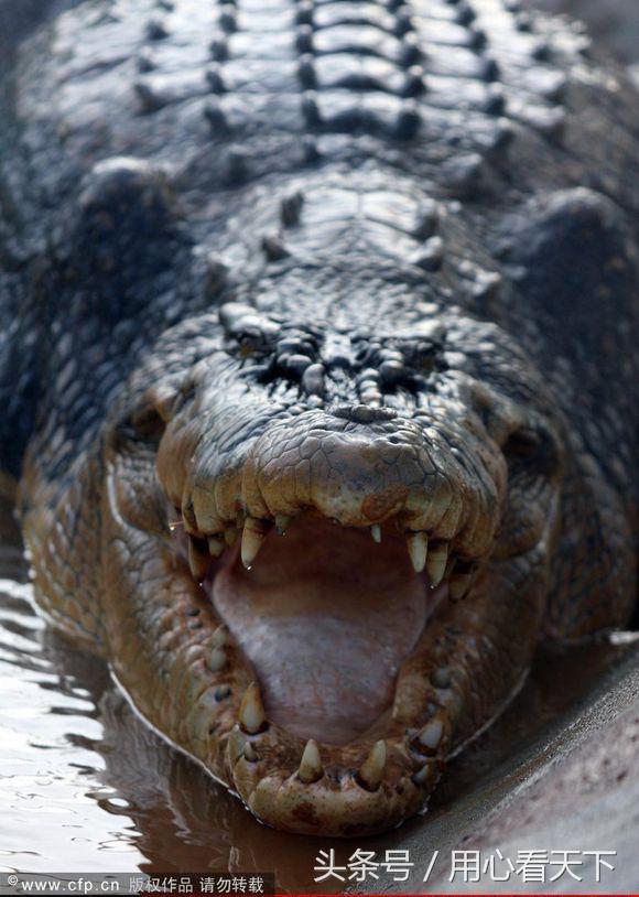 世界上最大的鳄鱼前三名,世界上最大的鳄鱼怎么画