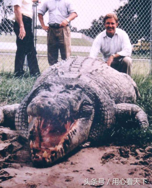 世界上最大的鳄鱼前三名,世界上最大的鳄鱼怎么画