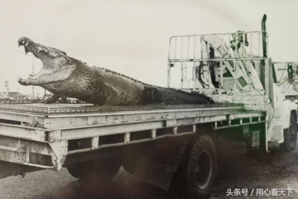 世界上最大的鳄鱼前三名,世界上最大的鳄鱼怎么画