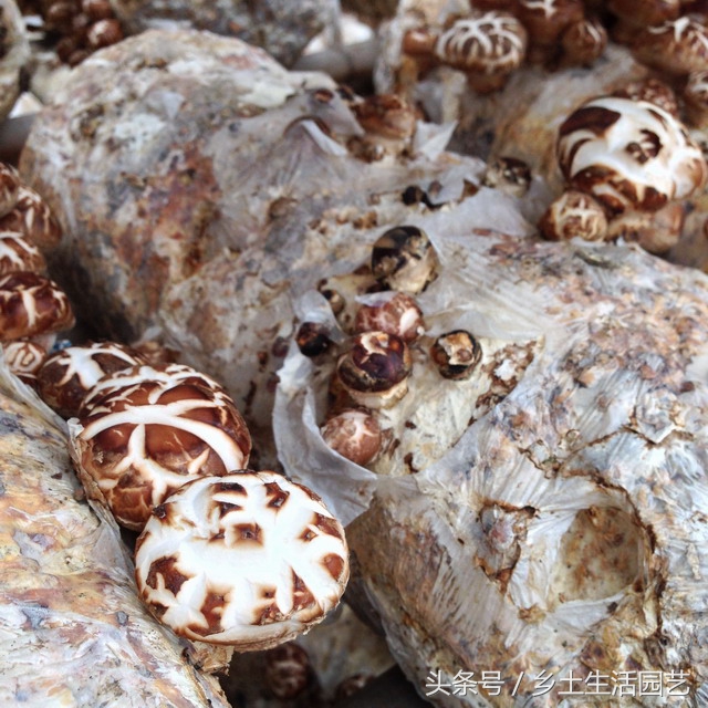 种植香菇的技术和施肥,种植香菇在什么条件下出花菇