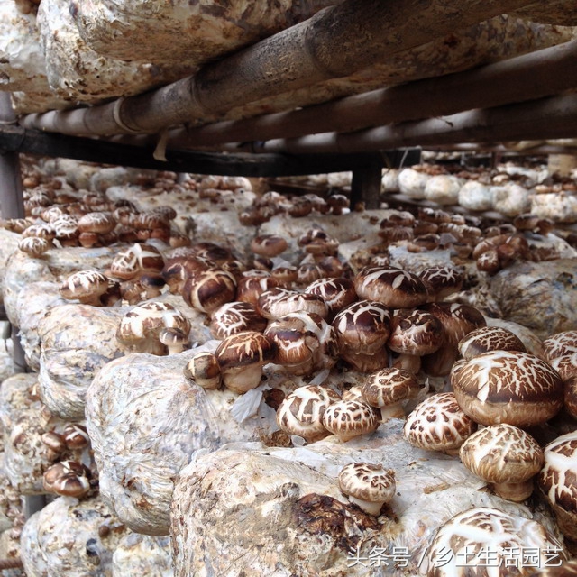 种植香菇的技术和施肥,种植香菇在什么条件下出花菇