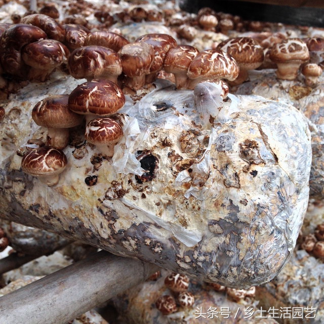 种植香菇的技术和施肥,种植香菇在什么条件下出花菇