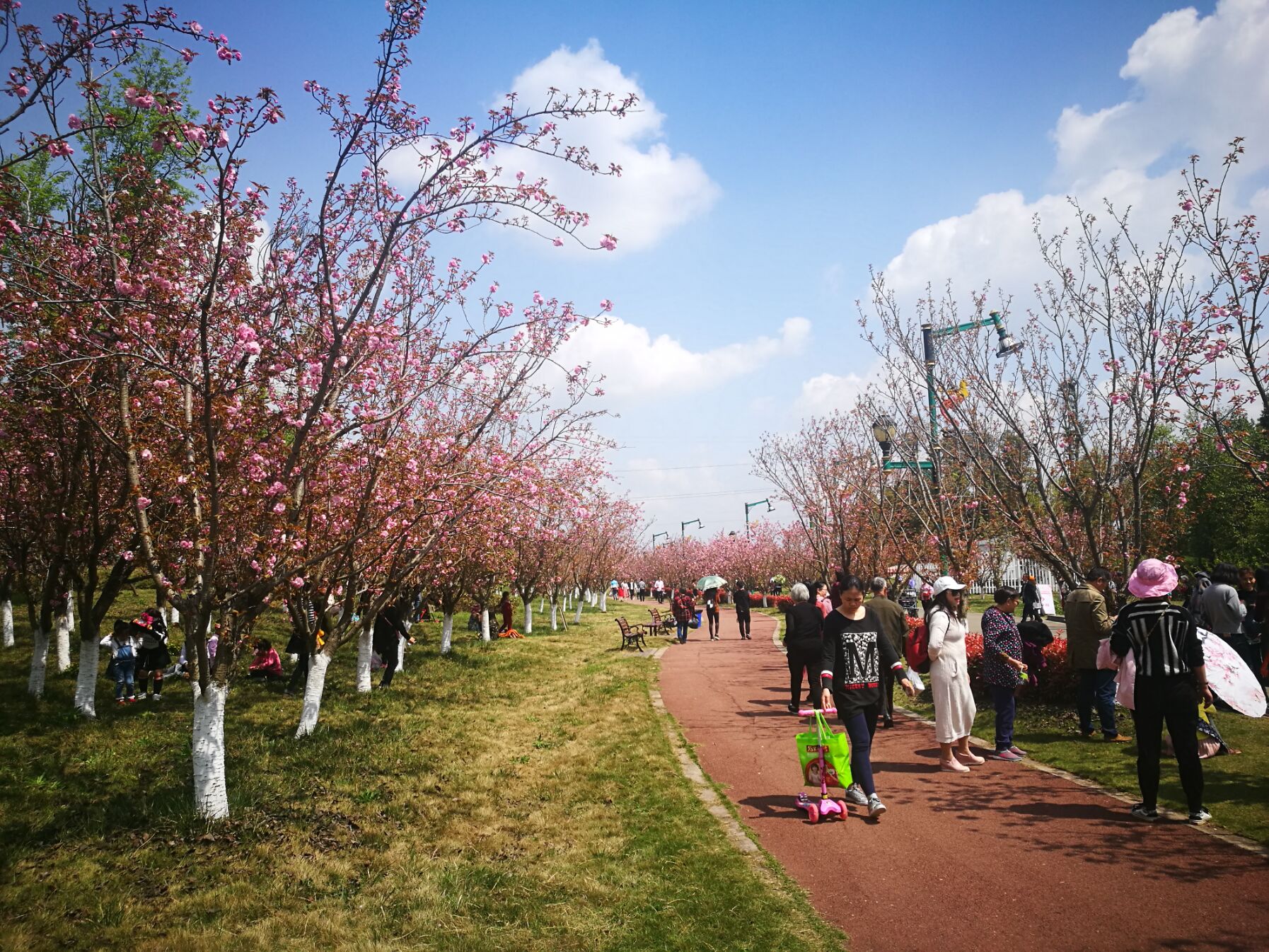 青白江凤凰湖樱花门票多少钱,青白江凤凰湖看樱花