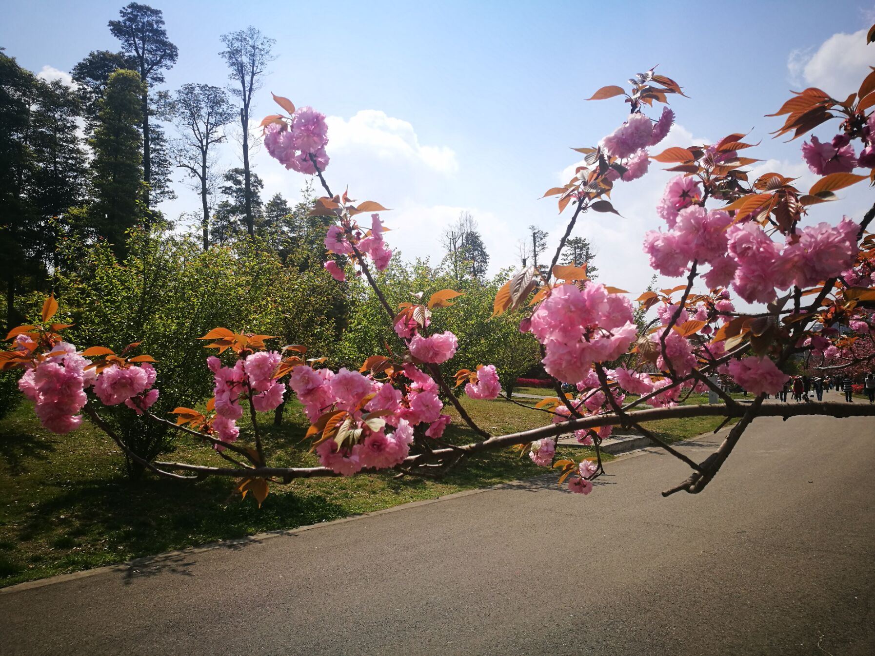 青白江凤凰湖樱花门票多少钱,青白江凤凰湖看樱花
