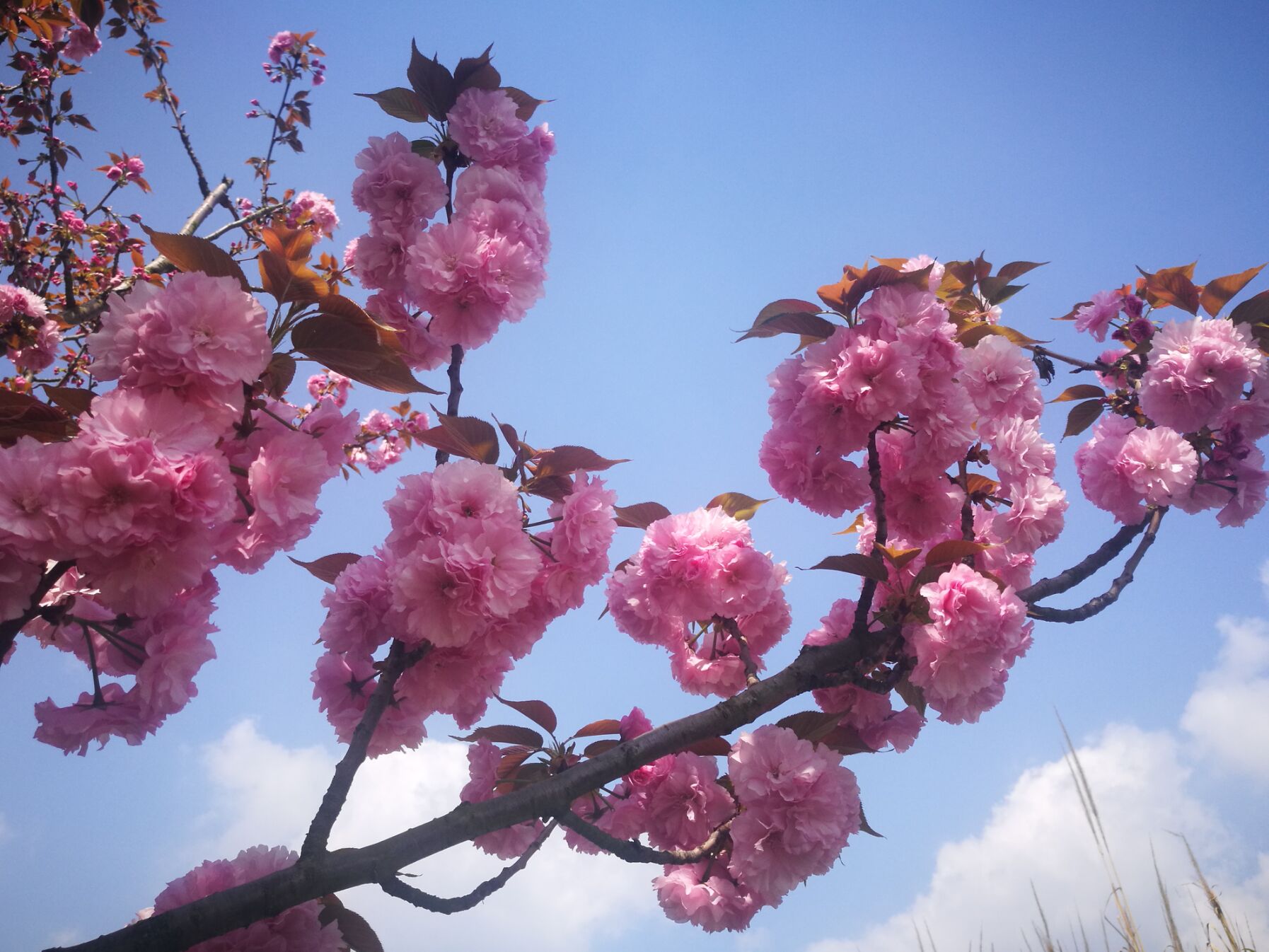 青白江凤凰湖樱花门票多少钱,青白江凤凰湖看樱花