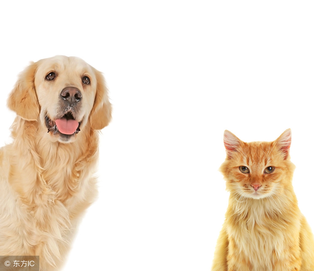 养狗的人和养猫人的性格,喜欢养猫的人和养狗的人