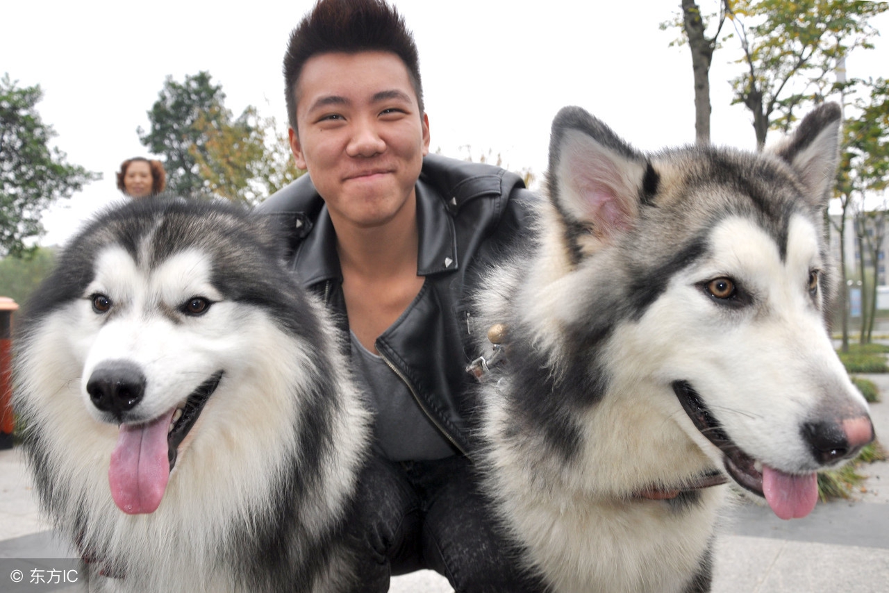 养狗的人和养猫人的性格,喜欢养猫的人和养狗的人