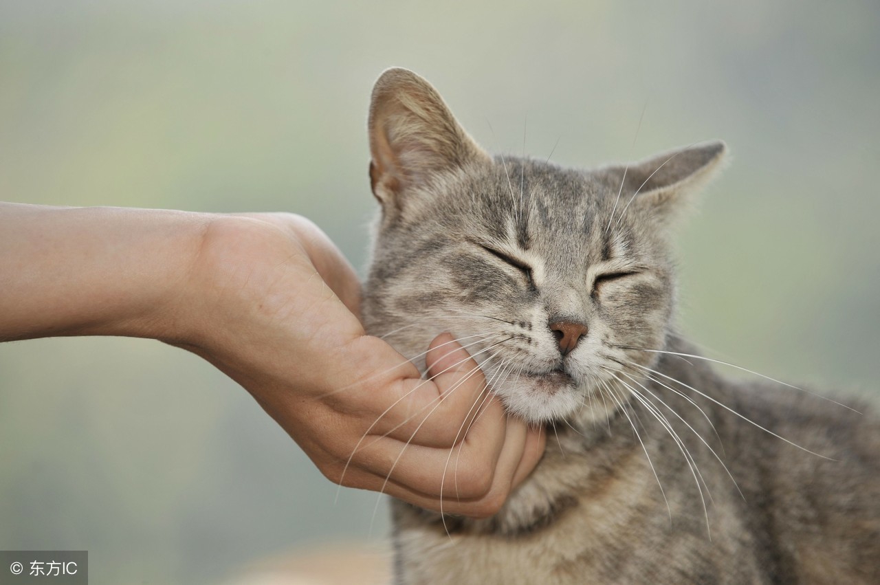 养狗的人和养猫人的性格,喜欢养猫的人和养狗的人