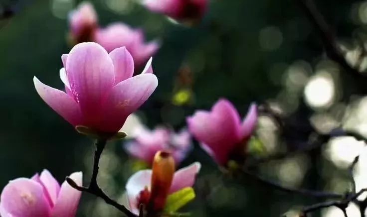 这个春季感冒咽痛咳嗽吃什么药,春季气候忽冷忽热注意预防感冒