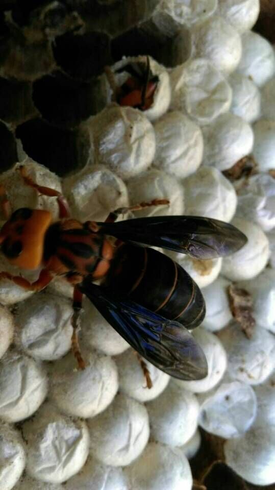 金环胡蜂和黑盾胡蜂养哪个比较好,金环胡蜂养殖全套技术公布