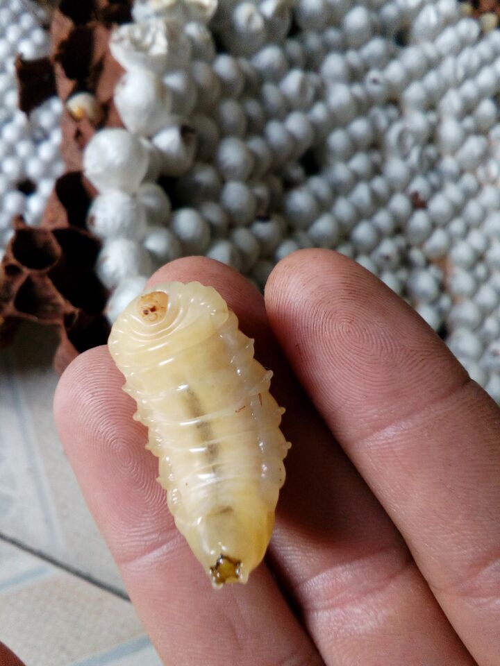 金环胡蜂和黑盾胡蜂养哪个比较好,金环胡蜂养殖全套技术公布